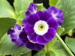 Primula auricula 'Eden Blue star'