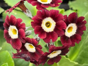 Primula auricula 'Eden Dartagnan'