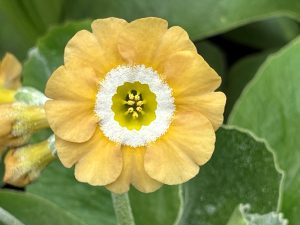 Primula auricula 'Eden Sunrise'