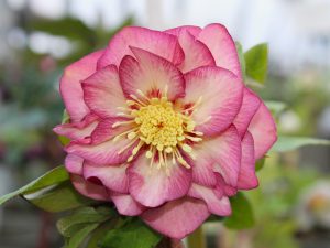 Helleborus x hybridus (Ashwood Evolution Group) Double Daybreak shades