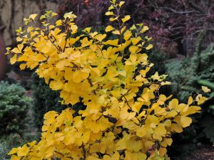 Gingko biloba in John's Garden