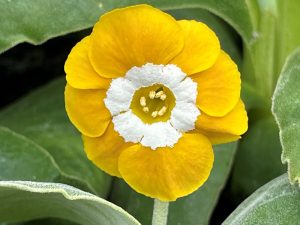 Primula auricula 'Gleam'