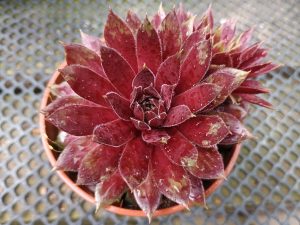 Heigham Red