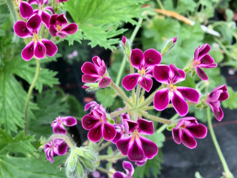 Pelagoniums