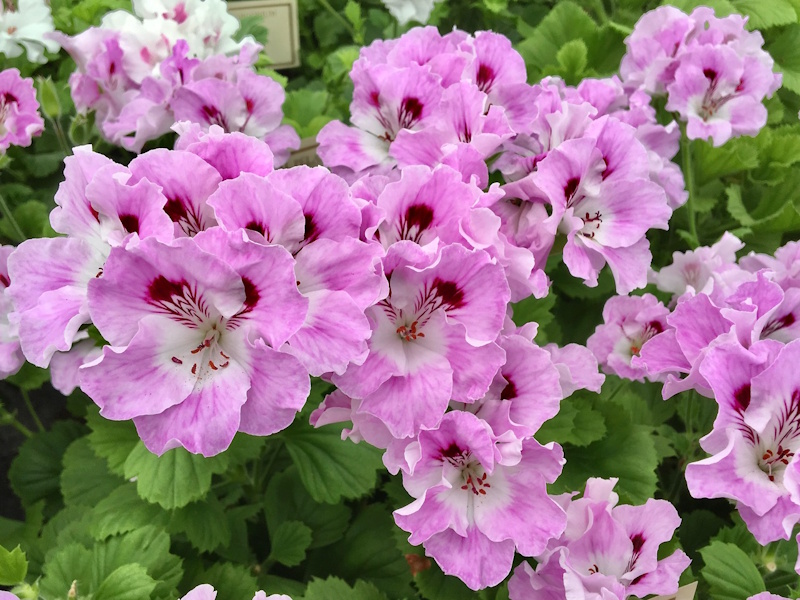 Pelagoniums
