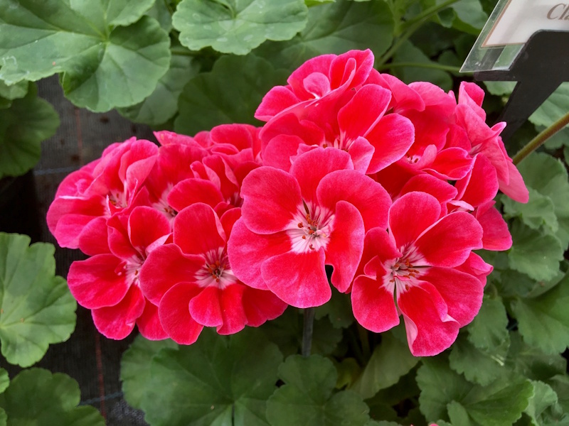 Pelagoniums