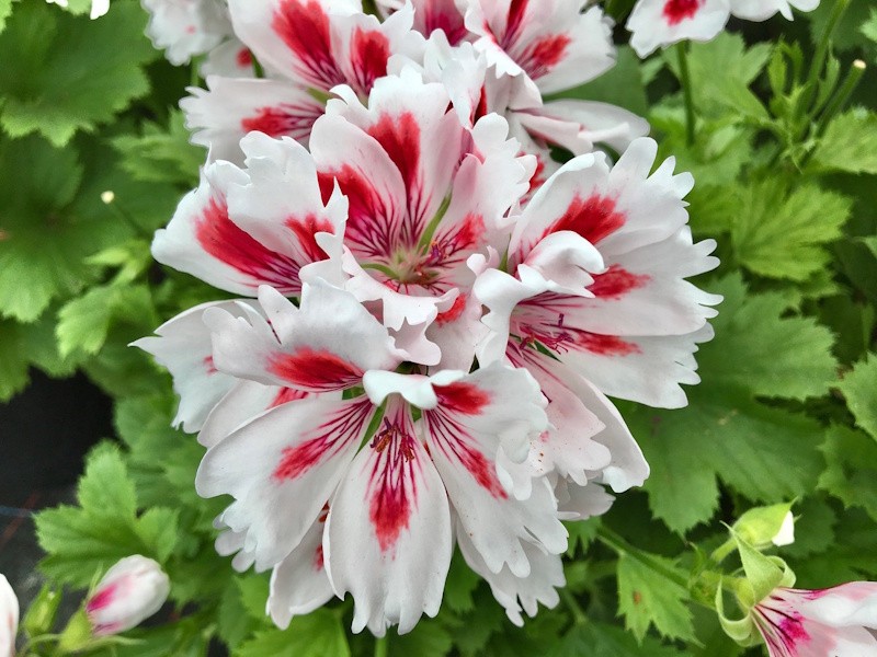Pelagoniums