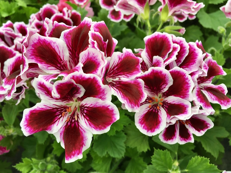 Pelagoniums