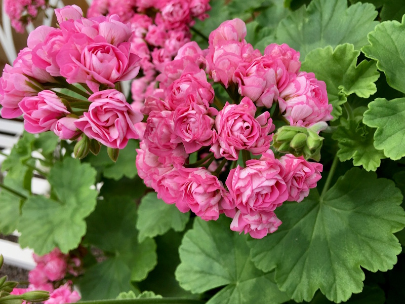 Pelagoniums