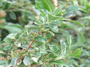 Pyracantha gibbsii 'Mohave Silver'