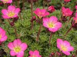 Alpines