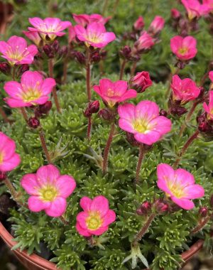 Alpines