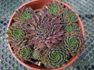 Sempervivum 'Zorba'