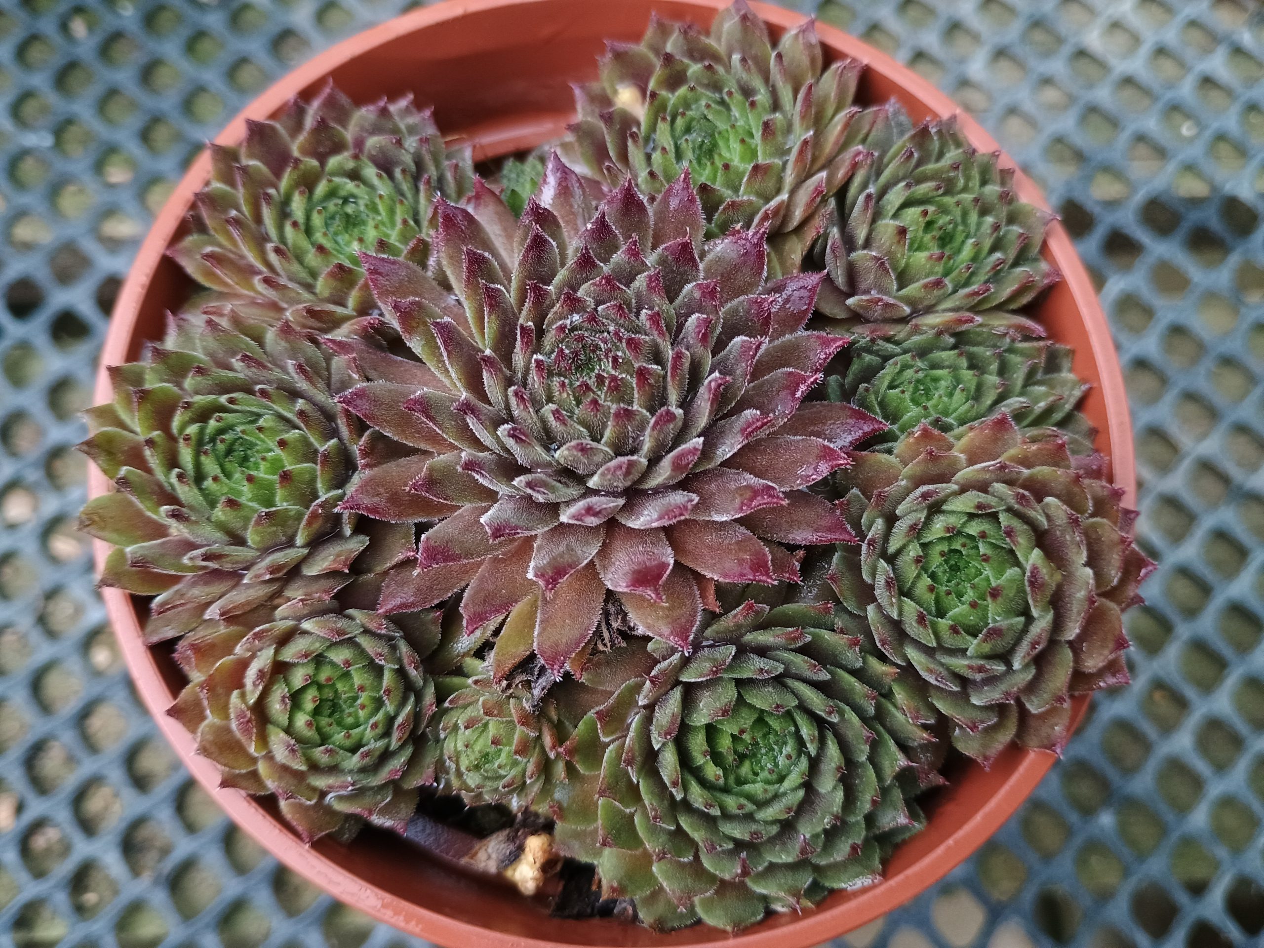 Sempervivum 'Zorba'