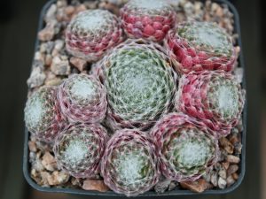 Sempervivum arachnoideum