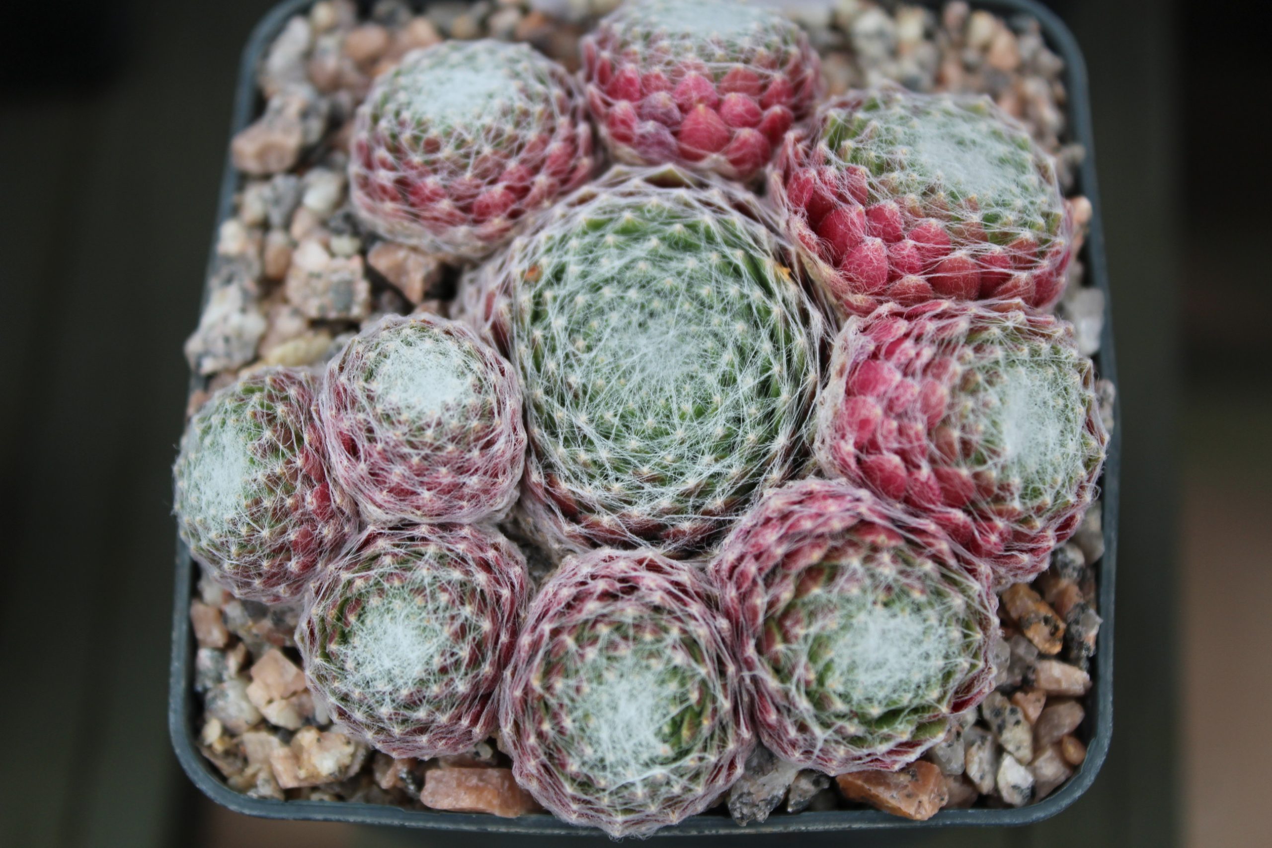 Sempervivum arachnoideum
