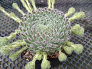 ciliosum