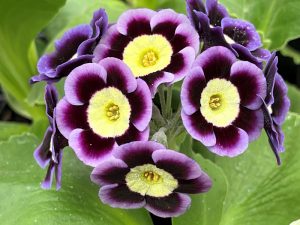 Primula auricula 'June'