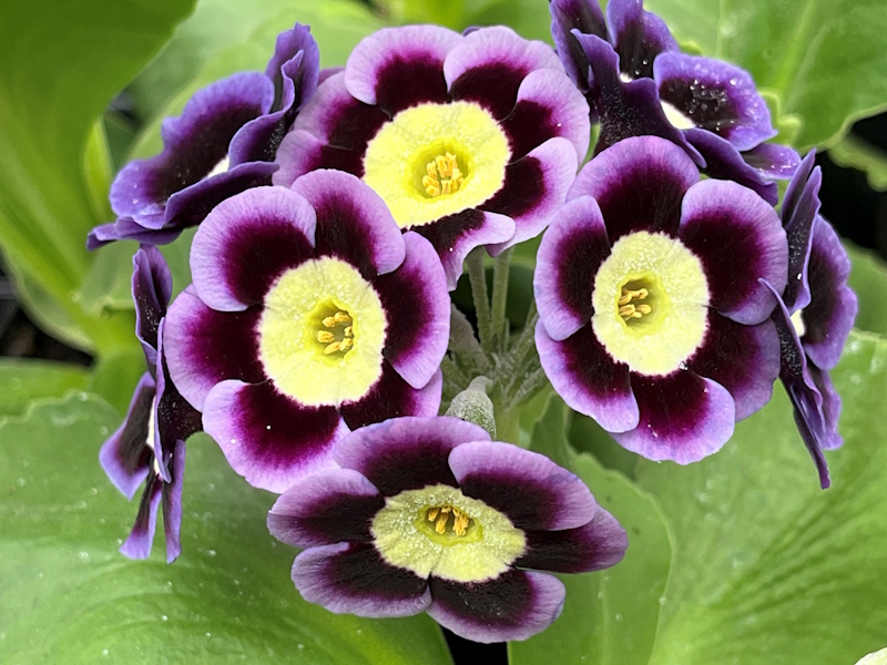 Primula auricula 'June'