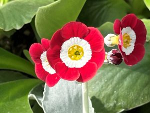 Primula auricula 'Lechistan'