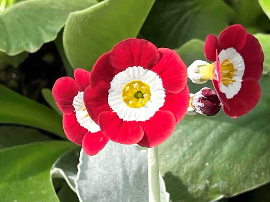Primula auricula 'Lechistan'