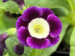 Primula auricula 'Quarry Lane'