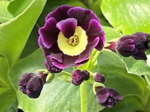 Primula auricula 'Roxborough'