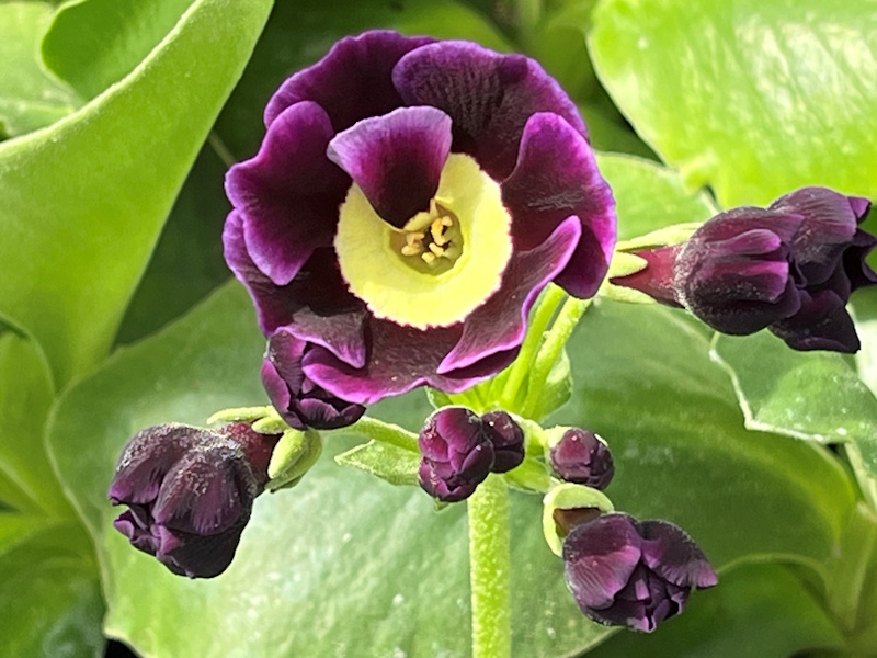 Primula auricula 'Roxborough'