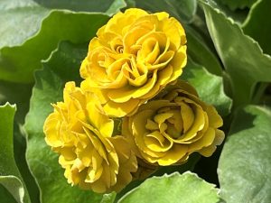 Primula auricula 'Sanctuary Wood'