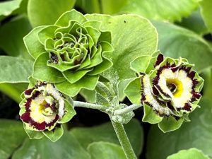 Primula auricula 'Sword'