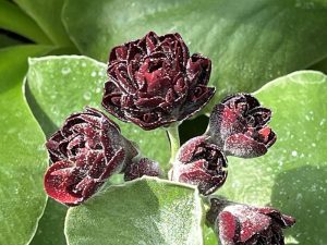 Primula auricula 'Ypres'