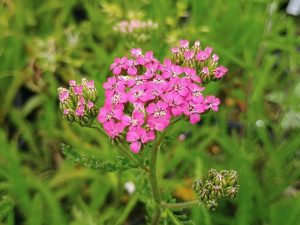 Achillea millefolium 'Cerise Queen'