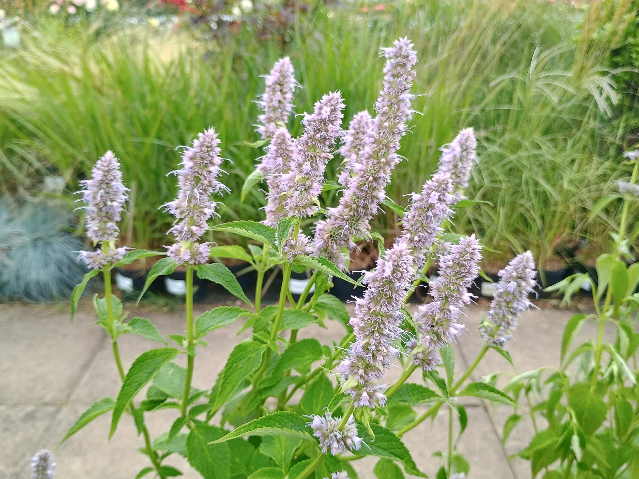 Agastache 'Blue Fortune'