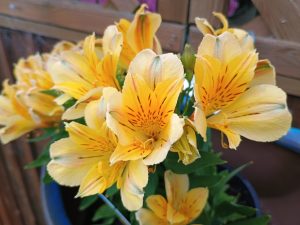 Alstroemeria Inticancha 'Havana'