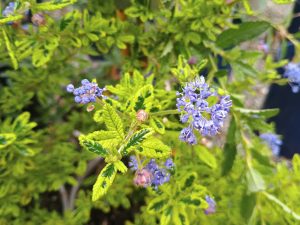 Ceanothus 'Madagascar'