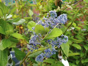 Ceanothus arboreus 'Trewithen Blue'