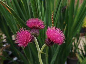 Cirsium rivulare 'Atropurpureum'