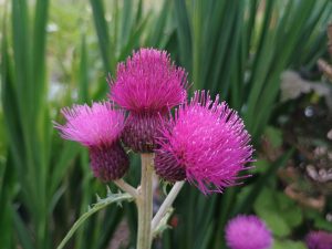 Cirsium rivulare 'Trevor Blue Wonder'