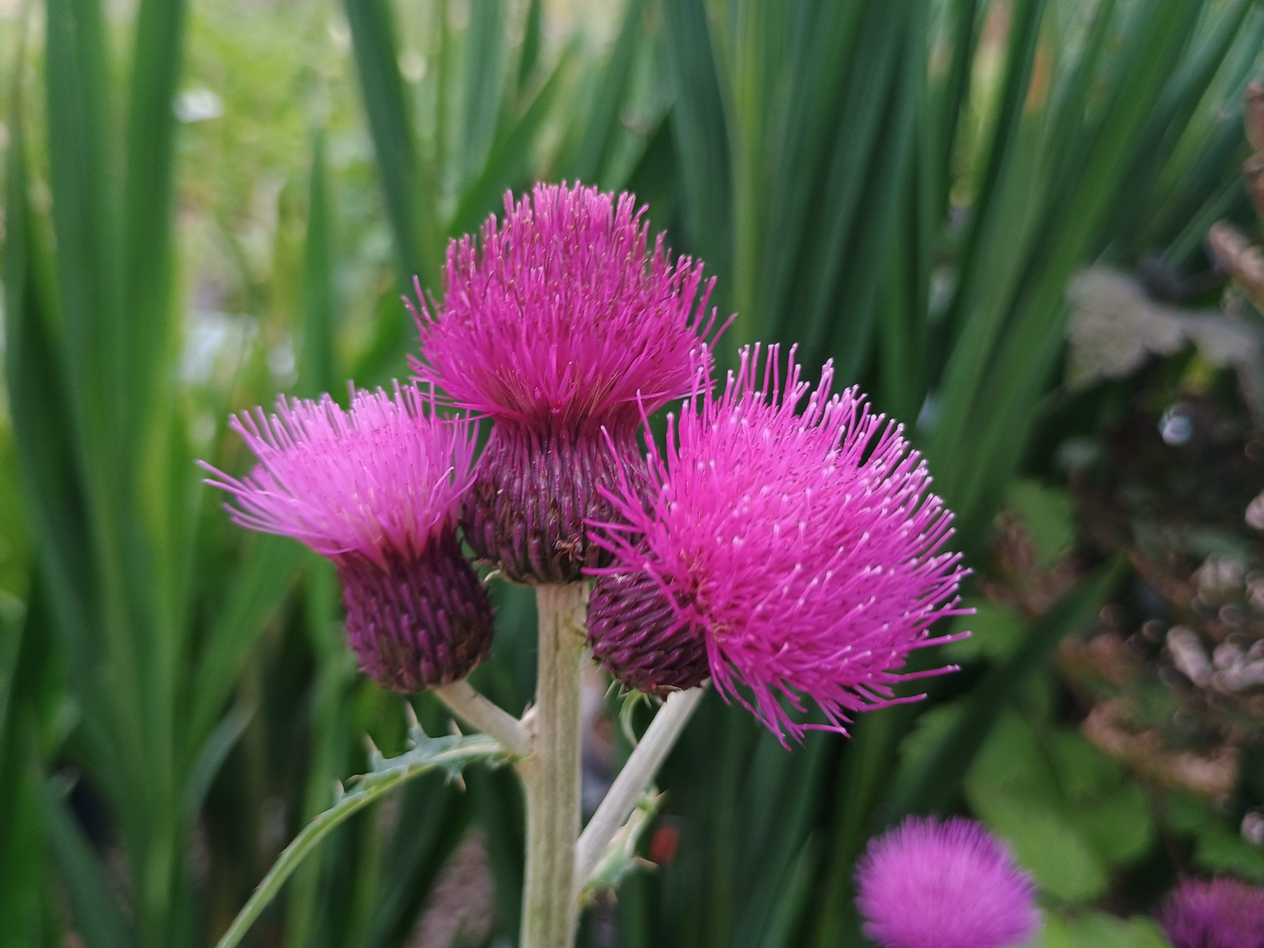 Cirsium rivulare 'Trevor Blue Wonder'