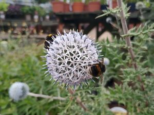 Echinops sphaerocephalus 'Arctic Glow'