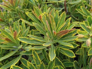 Euphorbia x martini 'Ascot Rainbow'