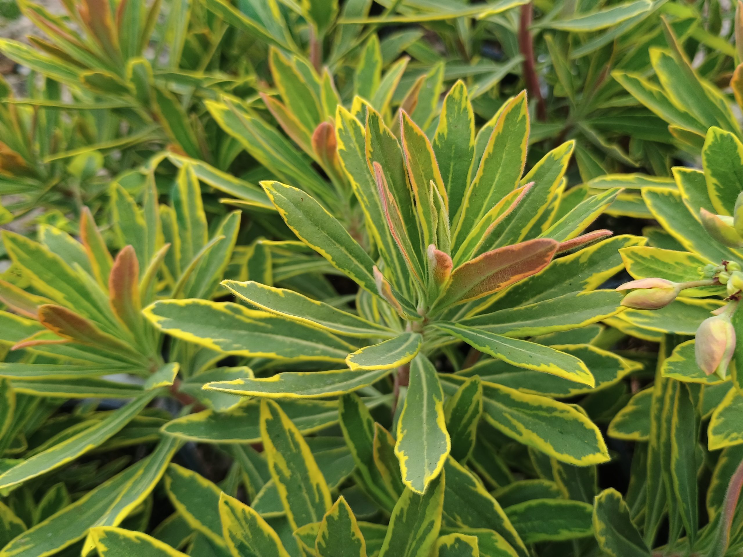 Euphorbia x martini 'Ascot Rainbow'