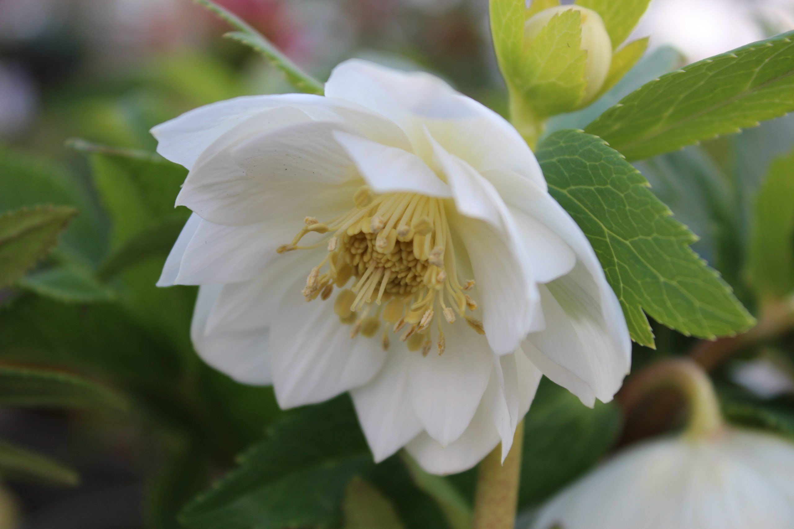 Helleborus x hybridus (Ashwood Evolution Group) Double White