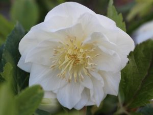 Helleborus x hybridus (Ashwood Evolution Group) Double White