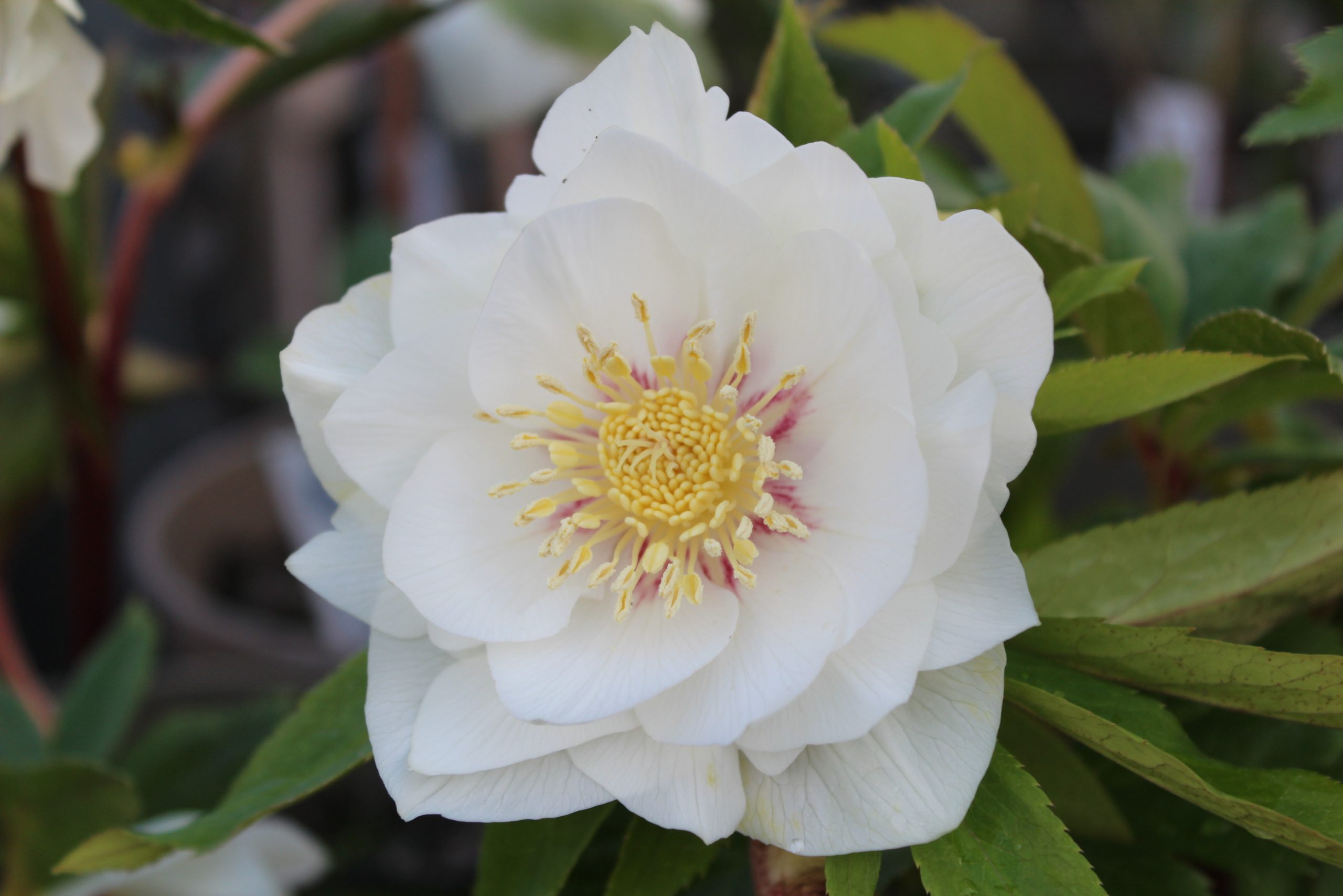 Helleborus x hybridus (Ashwood Evolution Group) Double White, red flush