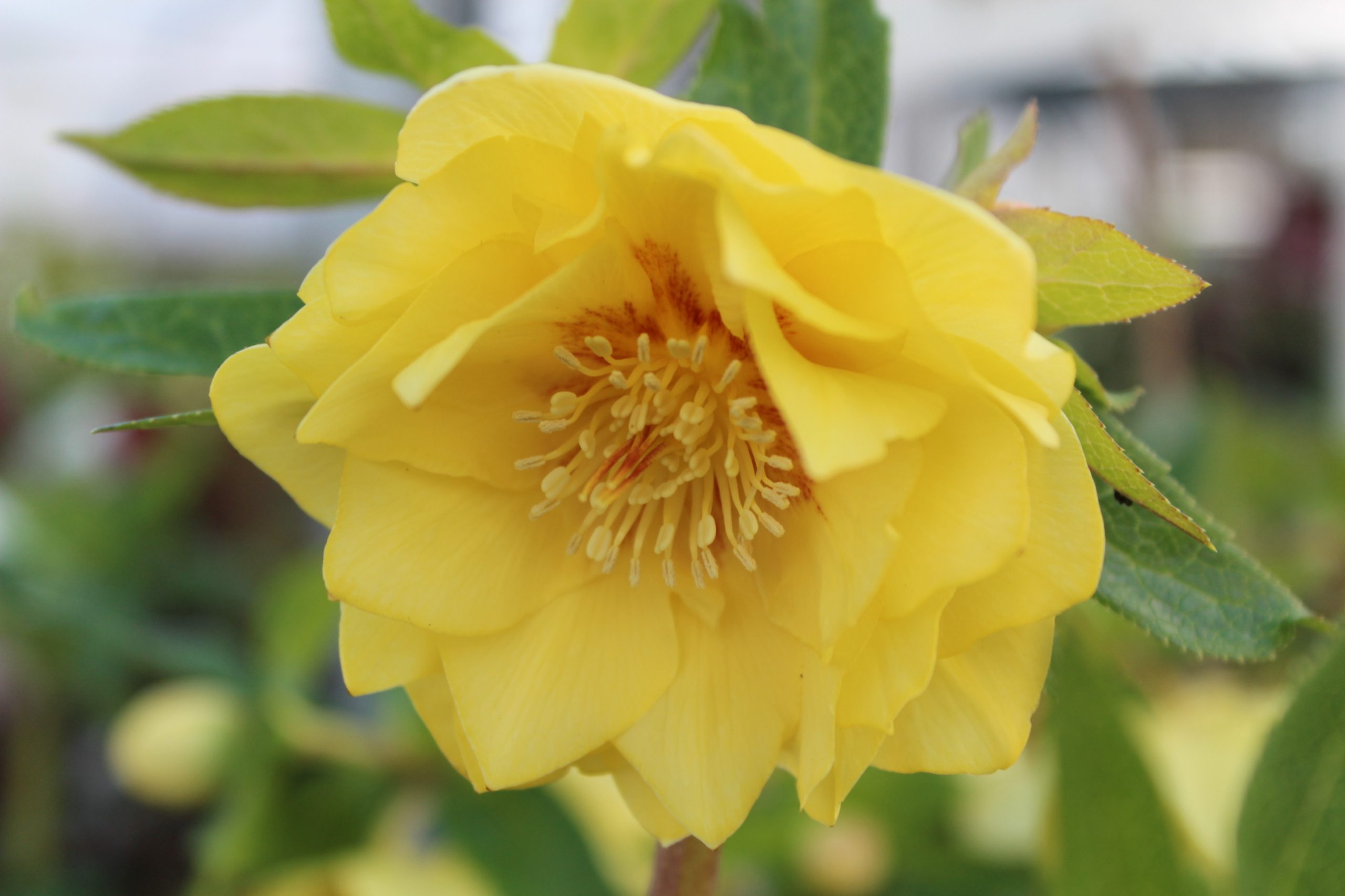 Helleborus x hybridus (Ashwood Evolution Group) Double Yellow, red flush
