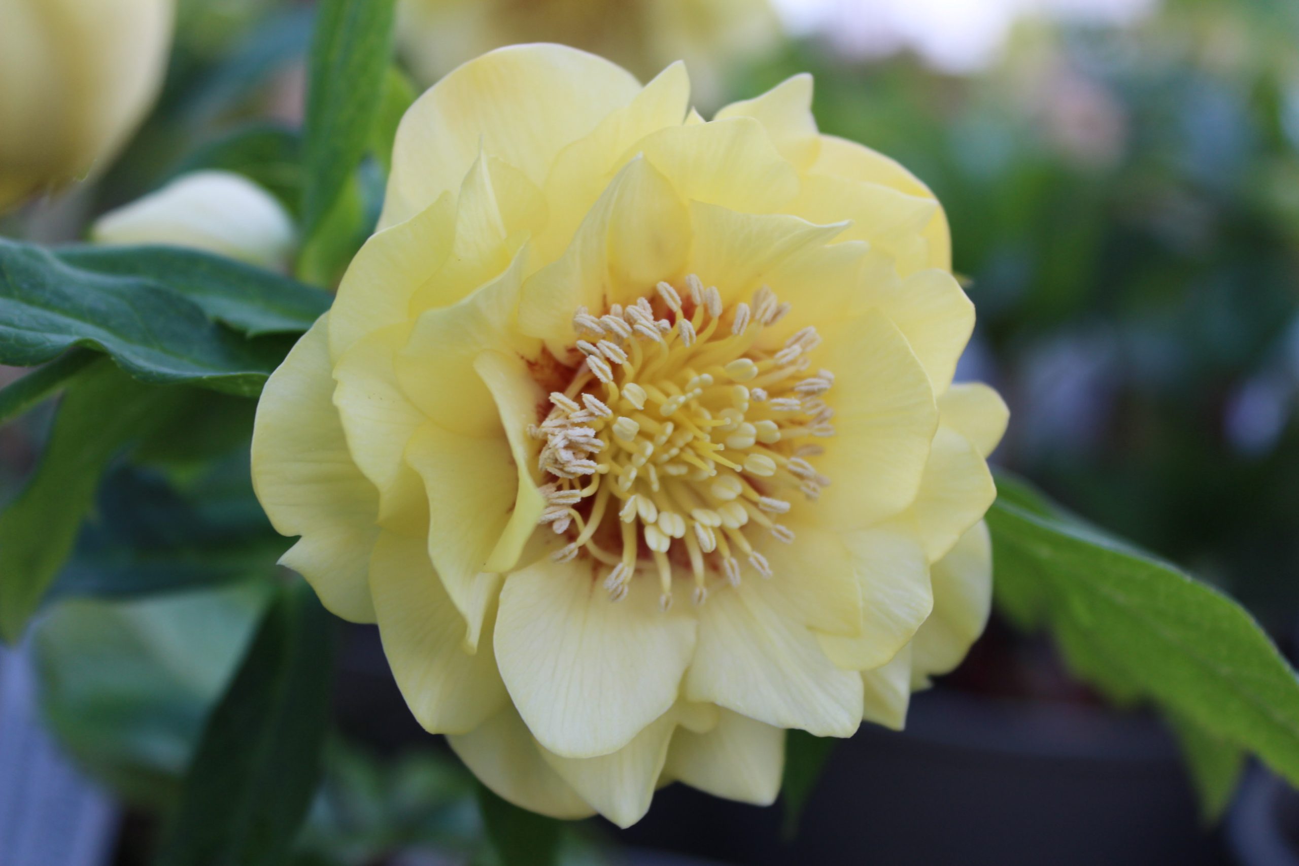 Helleborus x hybridus (Ashwood Evolution Group) Double Yellow, red flush