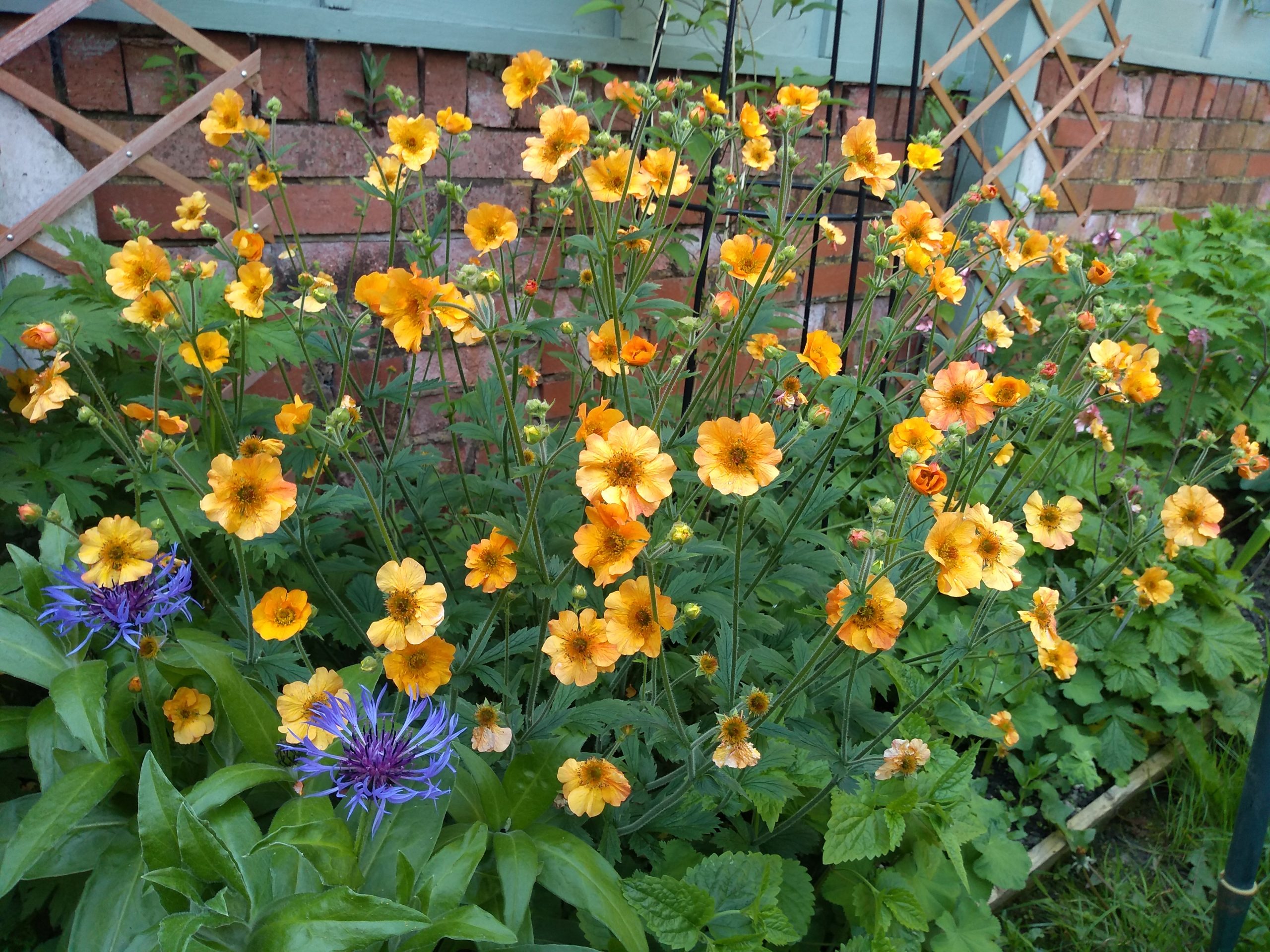Geum 'Totally Tangerine'