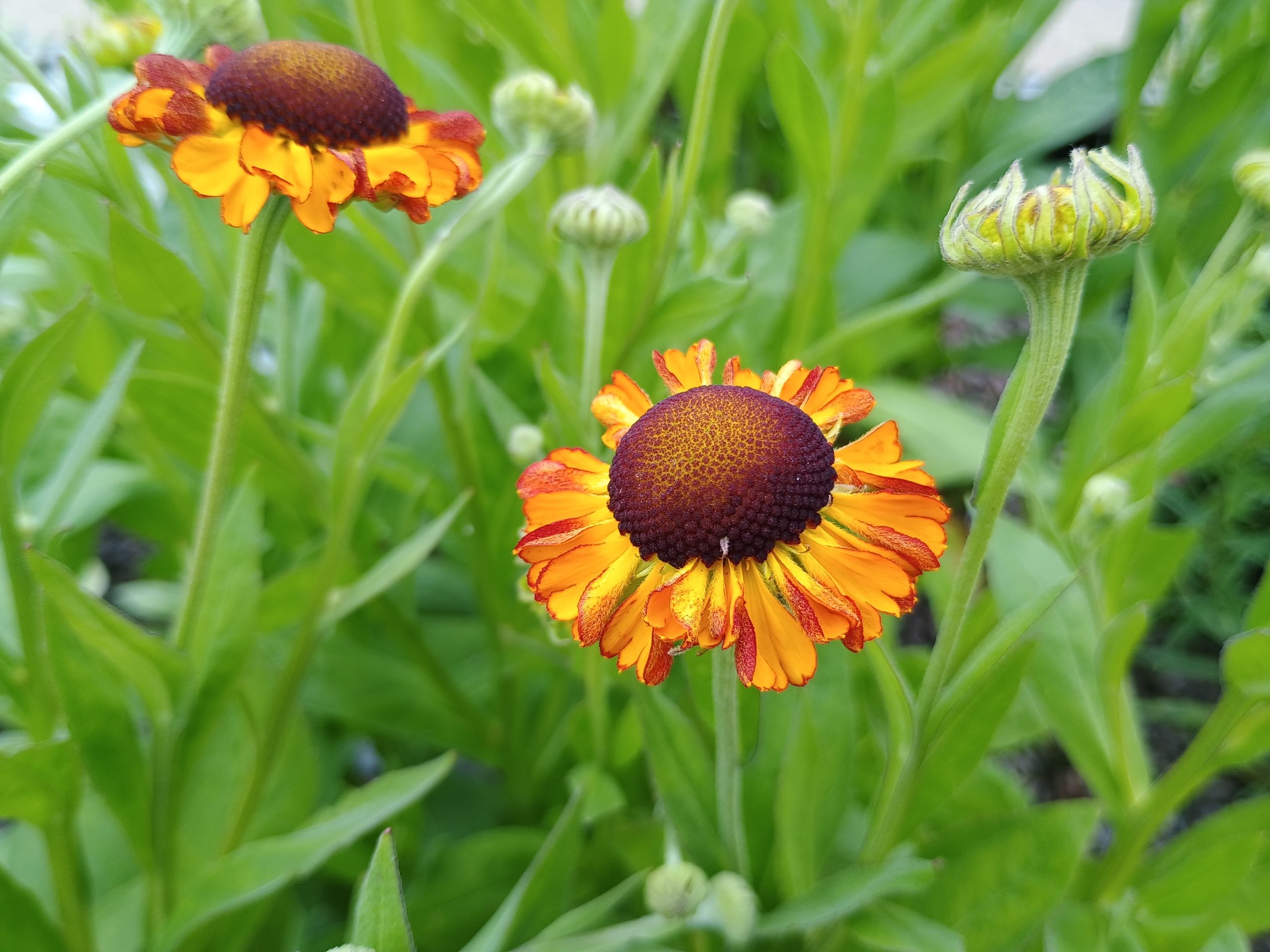 Helenium 'Sahin’s Early Flowerer'