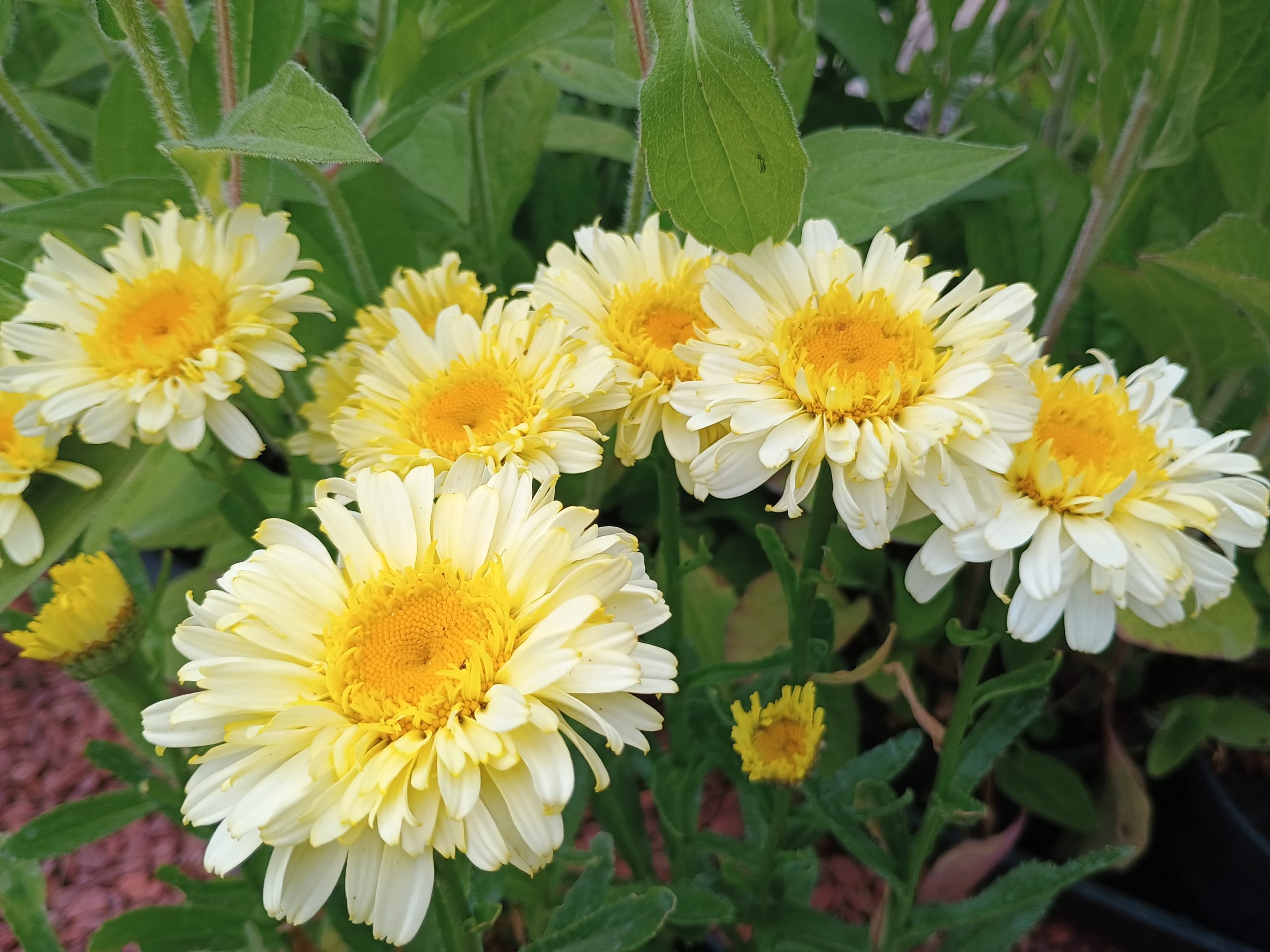 Leucanthemum x superbum 'Real Charmer'